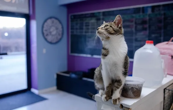 Cat, cat, look, pose, face