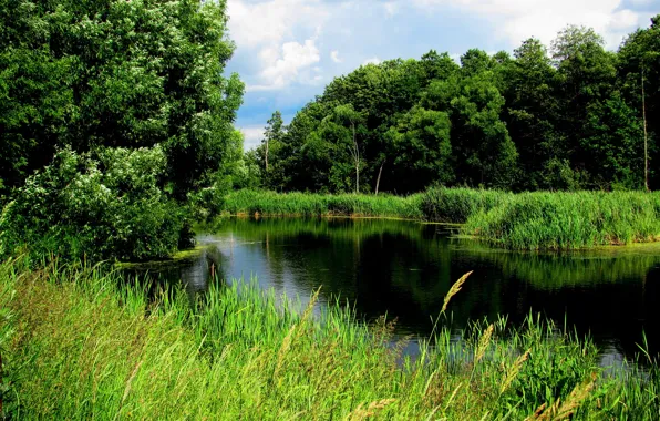 Picture forest, summer, lake, Wallpaper, reed