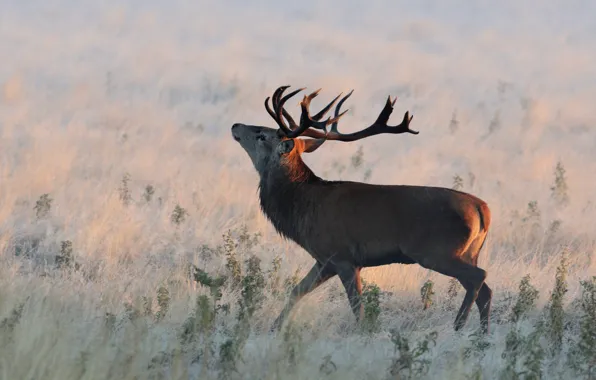 Picture frost, field, grass, light, nature, deer, profile, walk