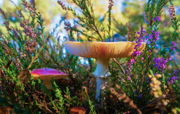 Autumn, mushrooms, Amanita