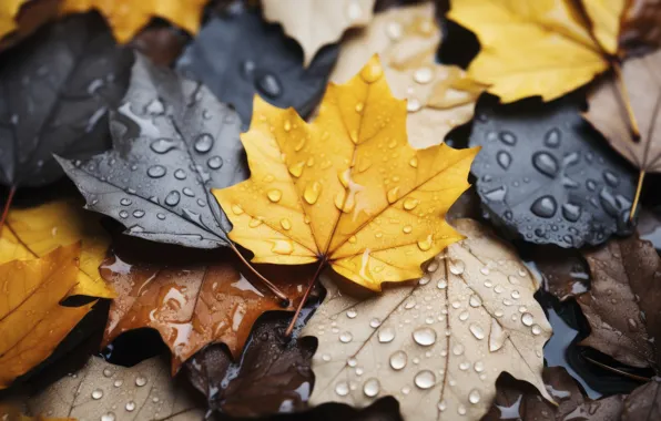 Autumn, leaves, water, drops, background, rain, maple, close-up