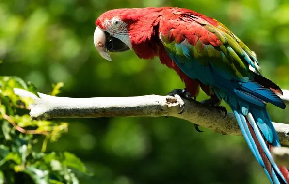 Branches, nature, parrot, Ara