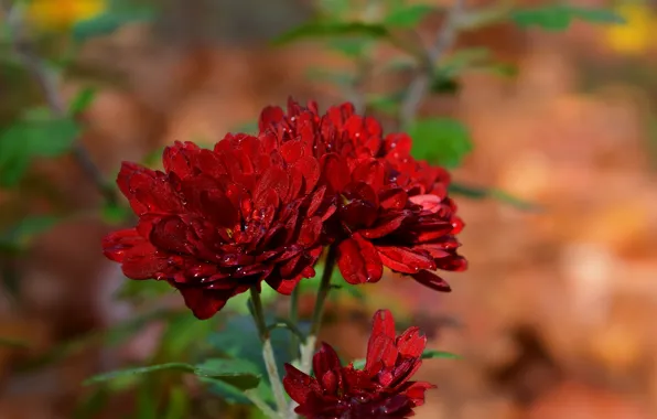 Picture Drops, chrysanthemum, Bokeh, Bokeh, Red flowers, Drops, Red flowers