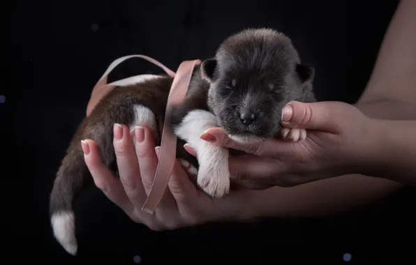 Picture baby, puppy, bow, Akita, baby