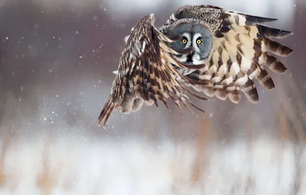 Picture wings, owl, flight, snow, winter