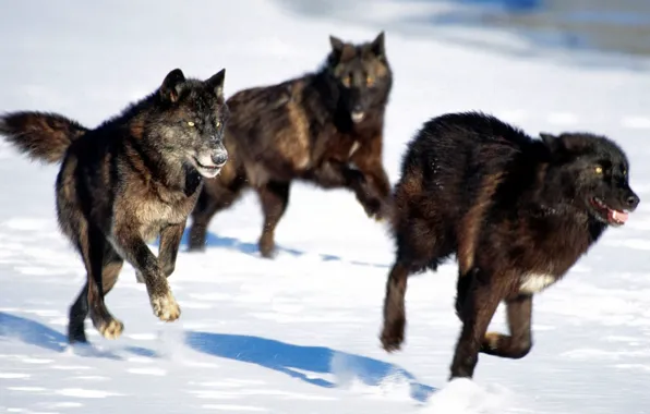 Pack, wolves, black