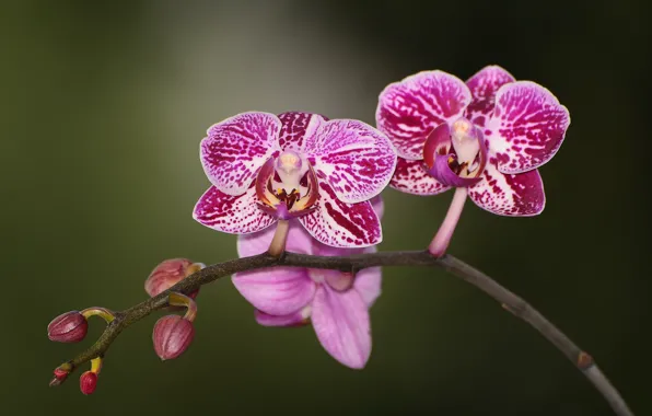 Picture flowers, nature nature photos, purple Orchid
