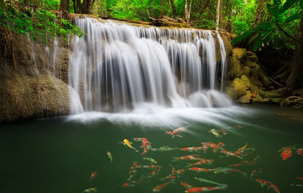 Picture greens, water, waterfall, fish, carp