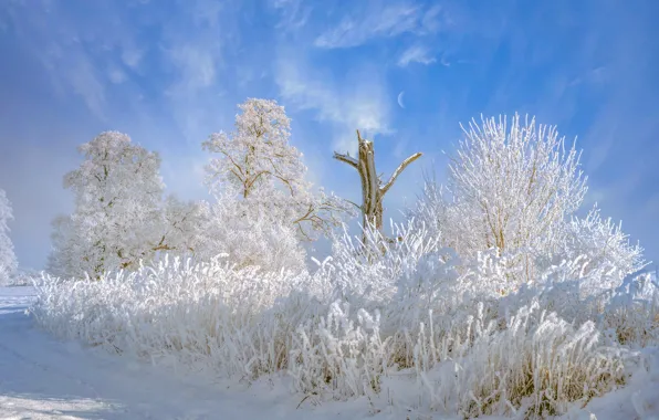 Winter, frost, road, the sky, clouds, light, snow, trees