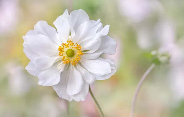 Picture macro, tenderness, anemone
