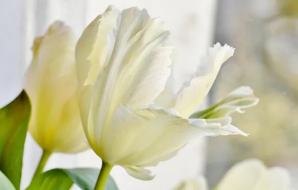 Picture flowers, background, Tulip