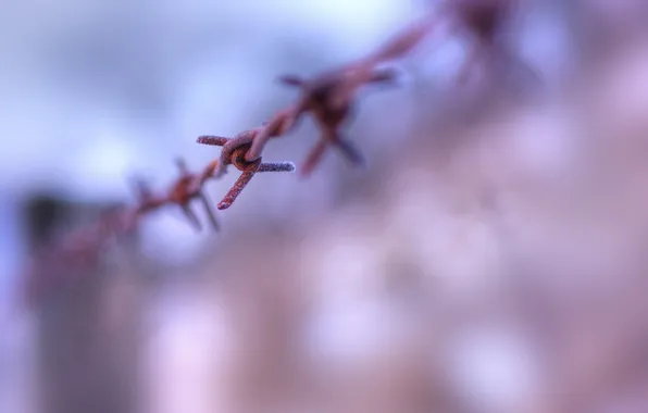 Macro, Rosa, wire, rust