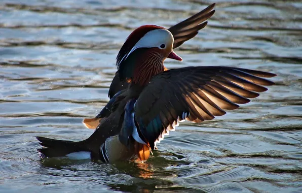 Water, bird, wings, duck, tangerine