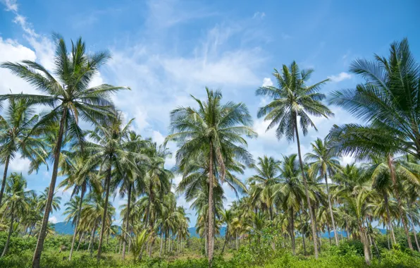 Sand, sea, wave, beach, summer, the sky, palm trees, shore