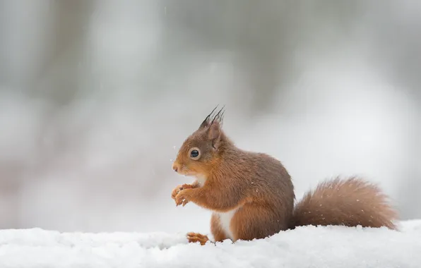 Winter, look, snow, nature, pose, background, protein, sitting