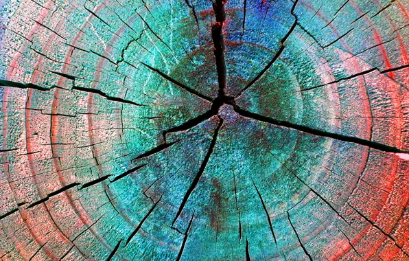 Cracked, tree, color, stump, ring