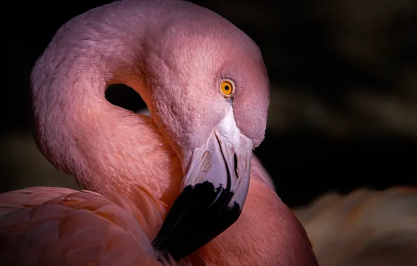 Bird, pink, animal, flamingo.
