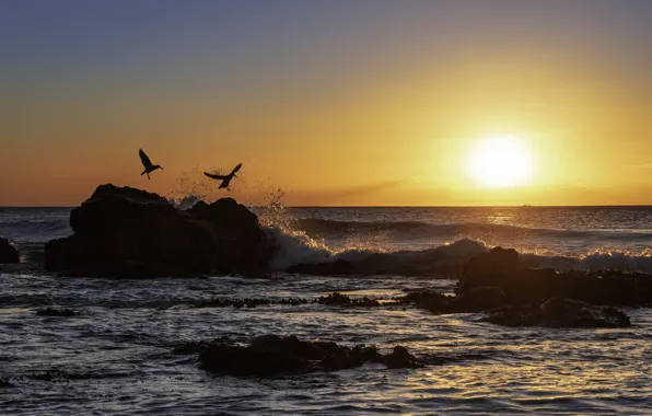 Sea, sunset, birds, Fleur Walton