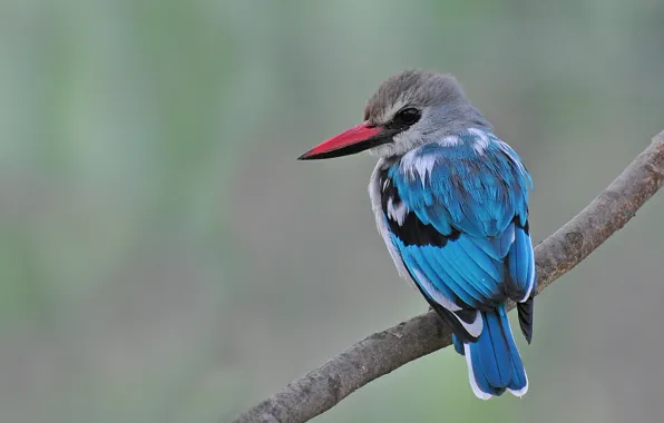 Eyes, bird, branch, beak, bokeh, Kingfisher, blue Kingfisher