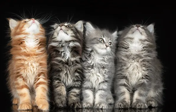 Kittens, fluffy, black background, Quartet