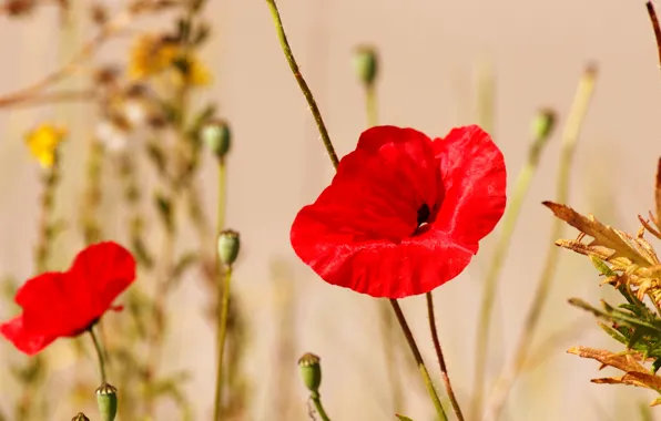 Field, macro, Mac, petals, meadow