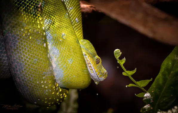 Nature, snake, Python