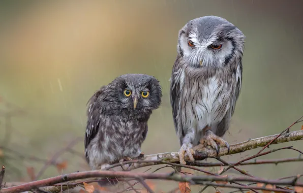Birds, rain, owl, owls, wet