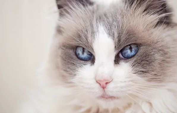 Picture cat, look, portrait, muzzle, blue eyes, Ragdoll