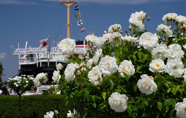 The sky, flowers, shore, ship, Bush, roses, steamer, flags