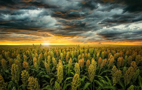 Field, the sky, the sun, landscape, sunset, clouds, nature, USA