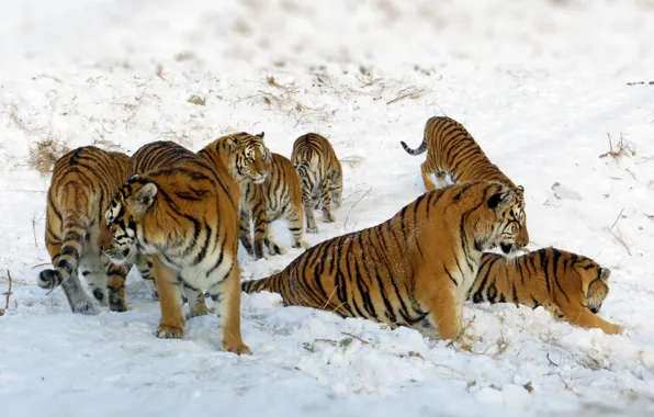 Winter, snow, nature, tiger, tigers, a lot, poses, party