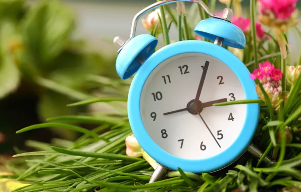 Grass, flowers, watch, alarm clock, dial