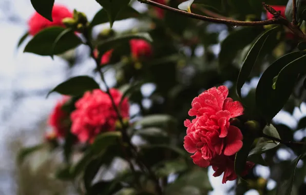 Leaves, drops, flowers, branches, red, the bushes, bokeh, Camellia