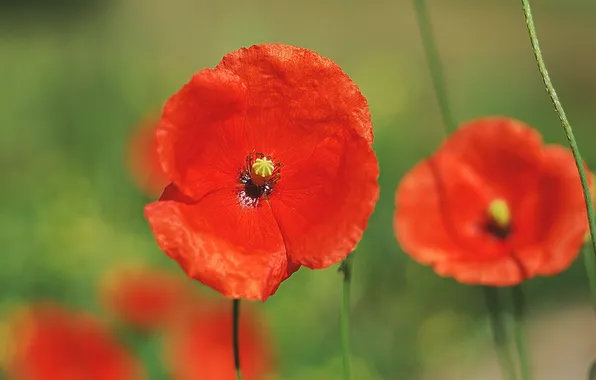 Picture flowers, nature, glade, Maki, petals, red, bright, flower