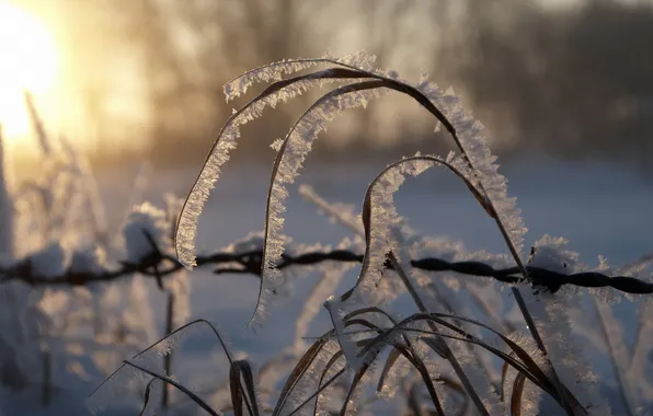 Frost, sunset, nature, reed