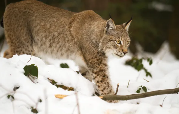 Cat, snow, branch, lynx