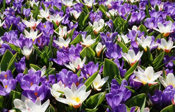 Picture white, purple, light, crocuses, Crocuses