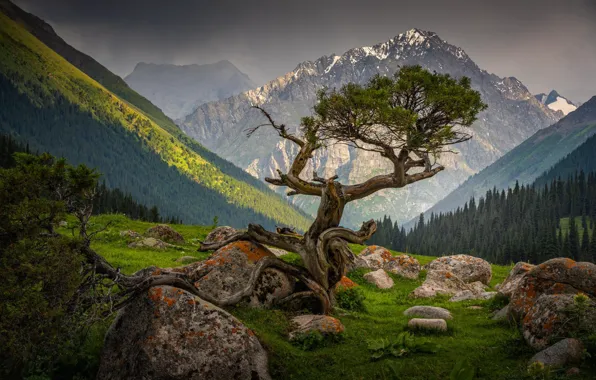 Picture trees, mountains, stones