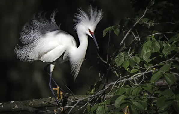 Leaves, tree, bird, Heron