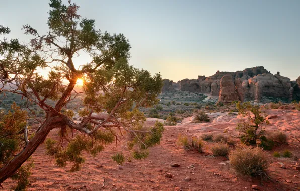 Picture the sun, sunset, tree, Utah, USA