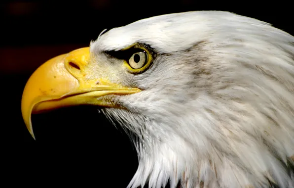 USA, Eagle, nature, bird, symbol
