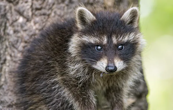 Picture raccoon, cub, ©Tambako The Jaguar