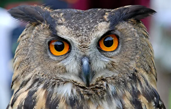 Picture look, portrait, head, Common owl (Bubo Bubo)