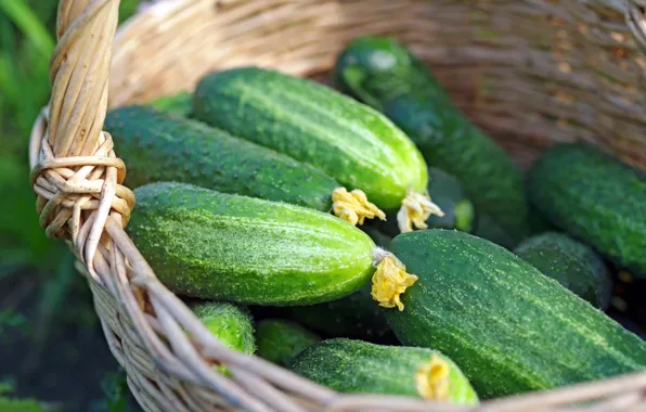 Picture basket, harvest, cucumbers