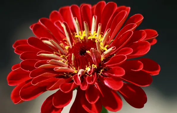 Picture Macro, Macro, Red flower, Red flower