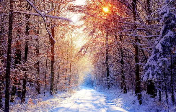 Road, forest, snow, winter morning