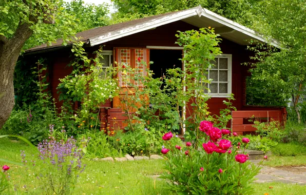 Picture summer, trees, flowers, garden, cottage