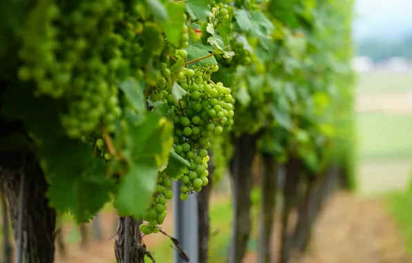 Nature, grapes, bunch, the vineyards