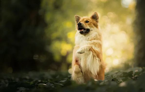 Picture paw, dog, stand, bokeh, The eurasier