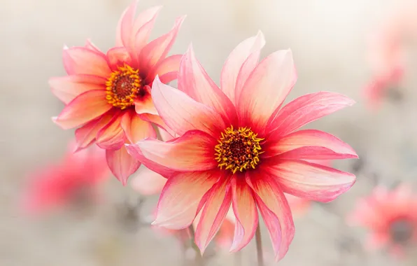 Macro, flowers, petals, pink, dahlias